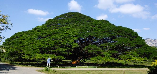 Giant Monkey Pod Tree