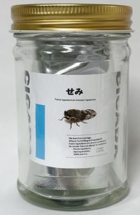 ＜夏限定＞【ニュー昆虫食】セミ　1,000円（税込）